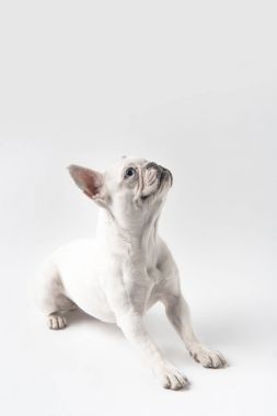 sevimli Fransız bulldog köpek yavrusu kadar izole üzerinde beyaz arıyorsunuz