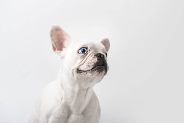 çok güzel Fransız bulldog köpek yavrusu üzerinde beyaz izole 
