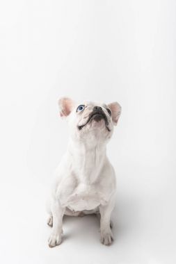 çok güzel Fransız bulldog köpek yavrusu oturma ve izole üzerinde beyaz arıyorsunuz