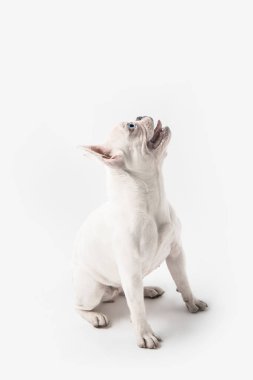 sevimli Fransız bulldog köpek yavrusu kadar izole üzerinde beyaz arıyorsunuz