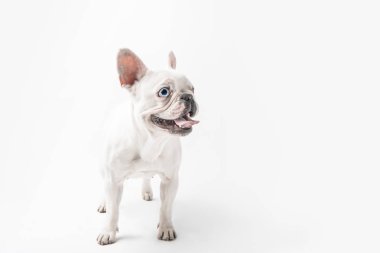 komik Fransız bulldog köpek gösteren dilini ve uzak üzerinde beyaz izole arıyorsunuz