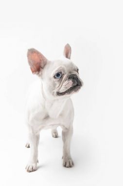 çok güzel Fransız bulldog köpek yavrusu ayakta beyaz izole görünümünü tam uzunlukta