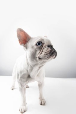 çok güzel Fransız bulldog köpek yavrusu uzakta beyaz üzerinde seyir
