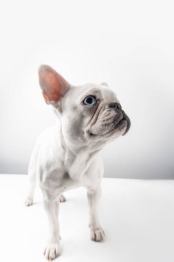 adorable french bulldog puppy looking away on white clipart