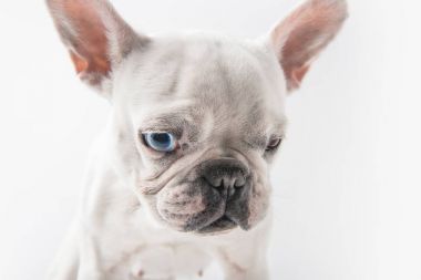 çok güzel Fransız bulldog köpek üzerinde beyaz izole yakından görmek