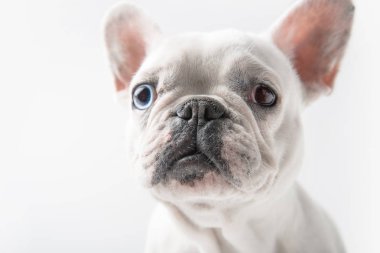 close-up view of adorable french bulldog looking at camera isolated on white clipart