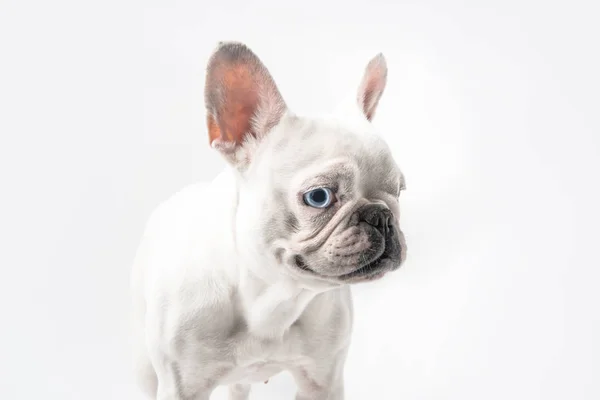 Primer Plano Vista Lindo Pura Raza Bulldog Francés Pie Aislado — Foto de Stock