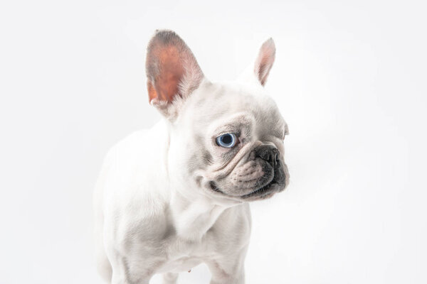 close-up view of cute purebred french bulldog standing isolated on white