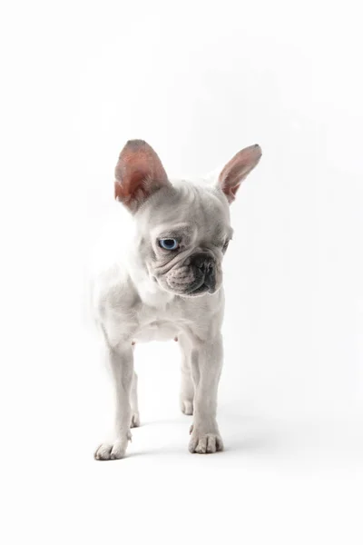 Adorable Pura Raza Bulldog Francés Mirando Hacia Abajo Aislado Blanco — Foto de Stock