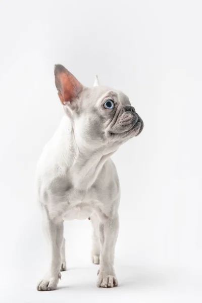 Adorável Puro Sangue Francês Bulldog Olhando Para Longe Isolado Branco — Fotografia de Stock