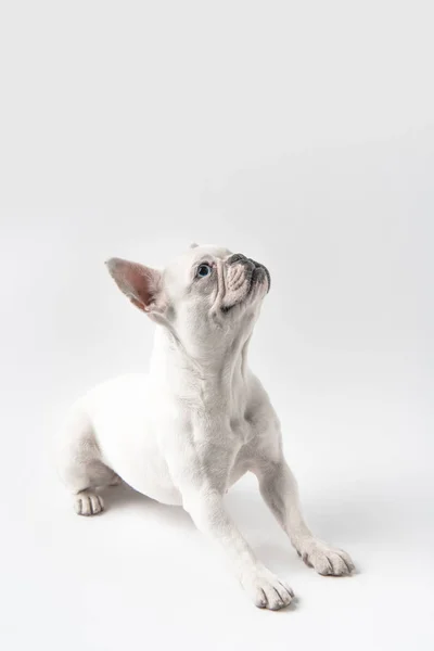 Adorable Bulldog Francés Cachorro Mirando Hacia Arriba Aislado Blanco — Foto de Stock