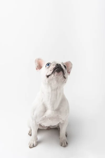 Adorável Francês Bulldog Filhote Cachorro Sentado Olhando Para Cima Isolado — Fotografia de Stock