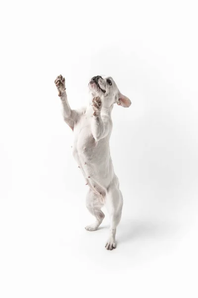 Bonito Francês Bulldog Cão Sobre Patas Olhando Para Cima Isolado — Fotografia de Stock