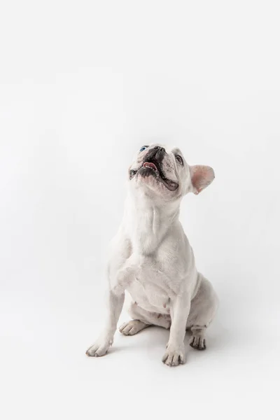 Adorável Bulldog Francês Sentado Olhando Para Cima Isolado Branco — Fotografia de Stock