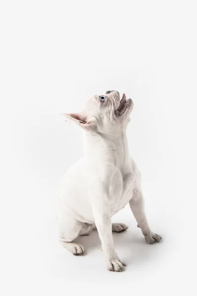Adorable Bulldog Francés Cachorro Mirando Hacia Arriba Aislado Blanco — Foto de Stock
