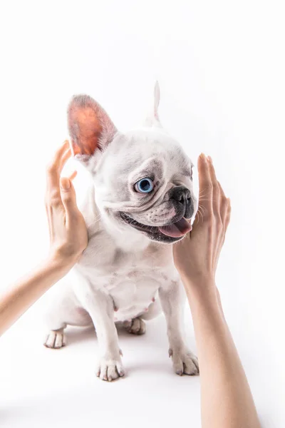 Cropped Shot Person Stroking French Bulldog Isolated White — Free Stock Photo