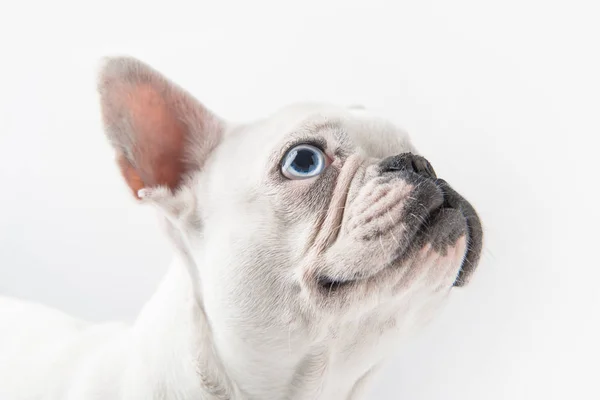 Vista Cerca Bulldog Francés Divertido Mirando Hacia Arriba Aislado Blanco — Foto de Stock