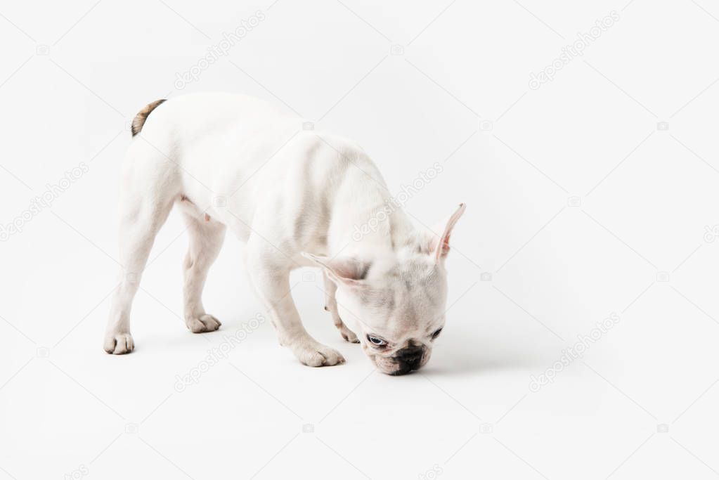 full length view of cute french bulldog dog isolated on white