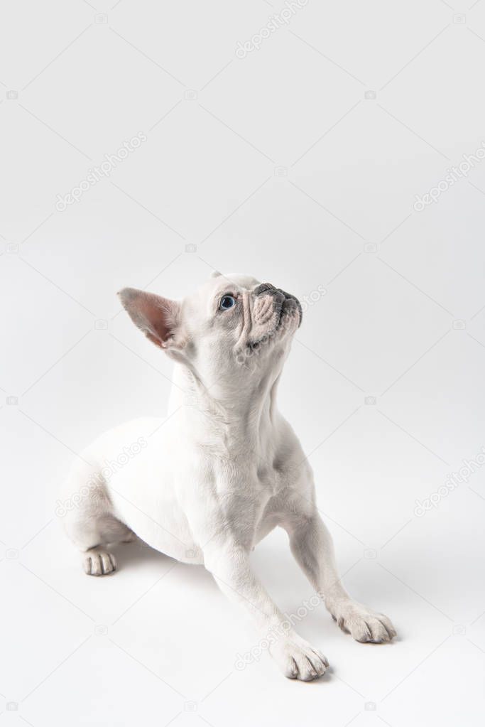 adorable french bulldog puppy looking up isolated on white