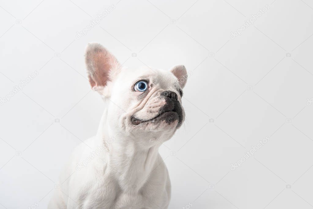 adorable french bulldog puppy isolated on white 