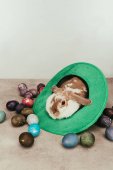 domácí ležící v zeleném klobouku s velikonoční kraslice, na povrchu