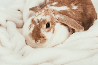lovely domestic bunny lying on blanket isolated on white clipart