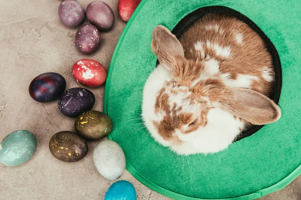 Visão Alto Ângulo Coelho Doméstico Chapéu Verde Com Ovos Páscoa — Fotografia de Stock