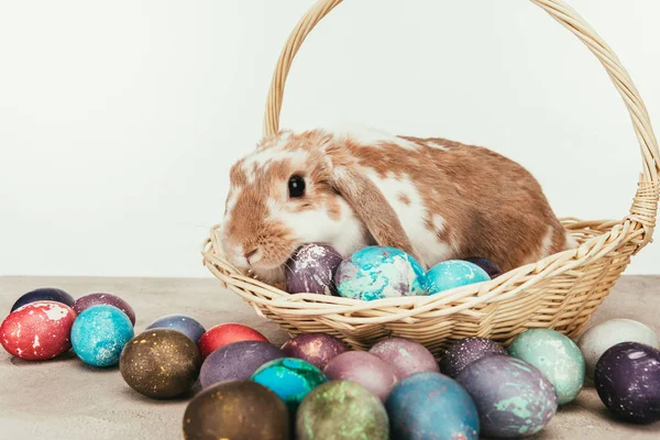 Domestic Rabbit Lying Straw Basket Painted Easter Eggs — Stock Photo, Image