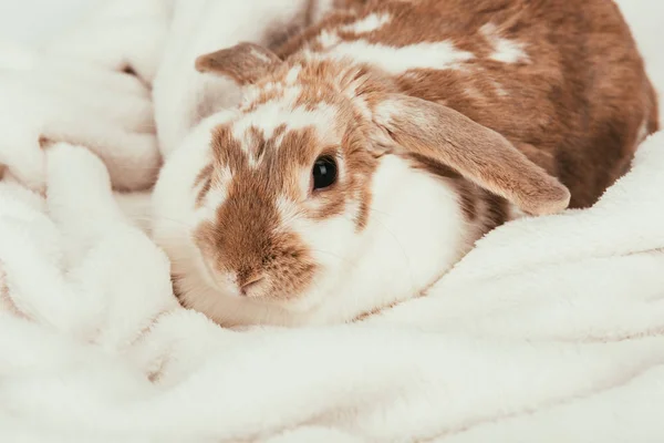 Lovely Domestic Bunny Lying Blanket Isolated White — Stock Photo, Image