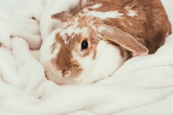 lovely domestic bunny lying on blanket isolated on white