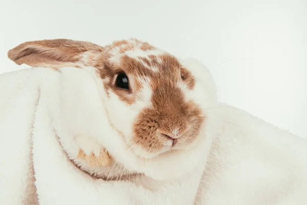 Domestic Bunny Lying Blanket Isolated White — Stock Photo, Image