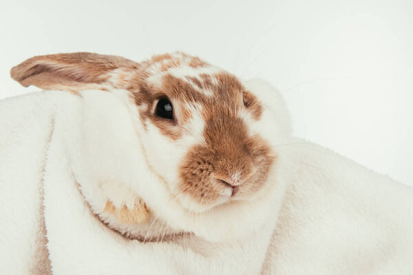 domestic bunny lying on blanket isolated on white