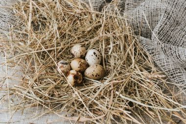 quail eggs laying on straw over sackcloth  clipart