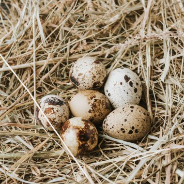 birbirlerine yakın saman üzerinde döşeme bıldırcın yumurtası  