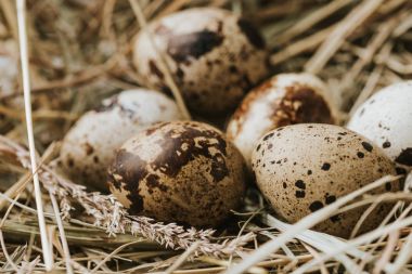 birbirlerine yakın saman üzerinde döşeme bıldırcın yumurtası