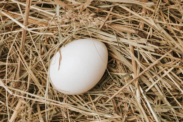 Ovo Branco Não Transformado Que Põe Palha — Fotografia de Stock