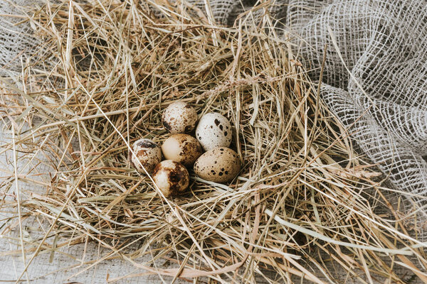 quail eggs laying on straw over sackcloth 