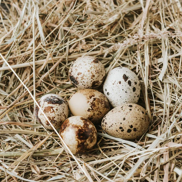 Перепелині Яйця Лежать Соломі Близько Один Одного — стокове фото