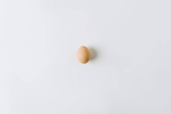 brown egg laying on white background 