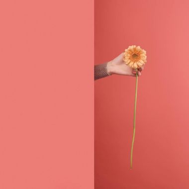 close-up shot of woman sticking out yellow gerbera flower behind wall on red clipart