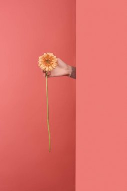 Kadın sarı gerbera çiçek kırmızı duvarın arkasında dışarı yapışmasını