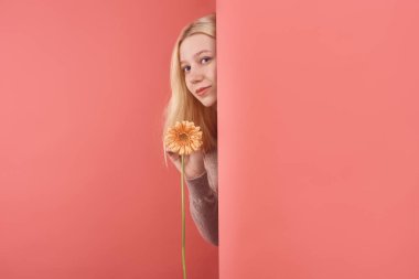 beautiful young woman with gerbera flower peeping behind wall on red clipart
