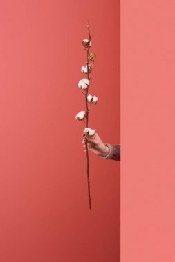 woman sticking out cotton branch behind wall on red clipart