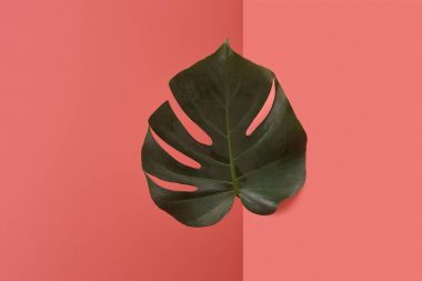 Kırmızı köşede ardında yapışkanlık dışarı güzel monstera yaprak