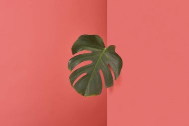 Kırmızı köşede ardında yapışkanlık dışarı yeşil monstera yaprak