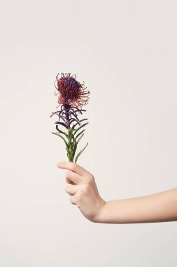 cropped shot of woman holding Leucospermum flower isolated on white clipart