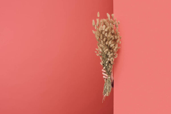 woman sticking out Lagurus bouquet behind wall on red