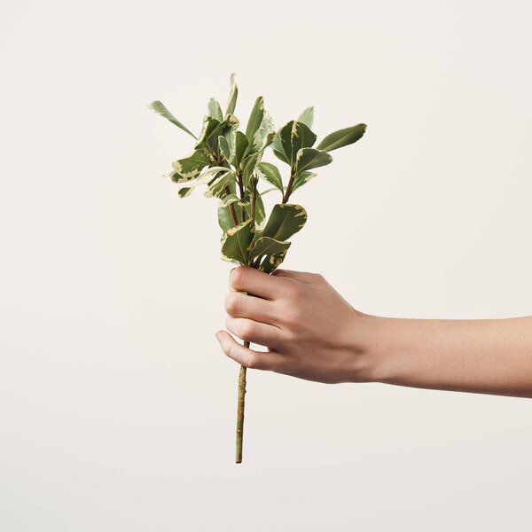 Cropped shot of woman holding green branch isolated on white