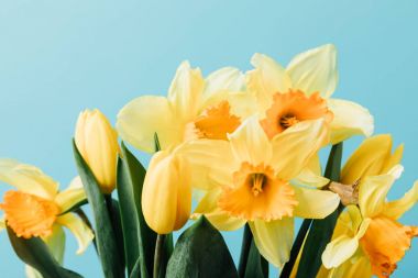close up view of beautiful tulips and daffodil flowers isolated on blue clipart