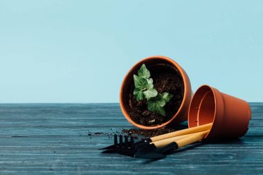close up view of gardening equipment and flowerpots on wooden tabletop on blue